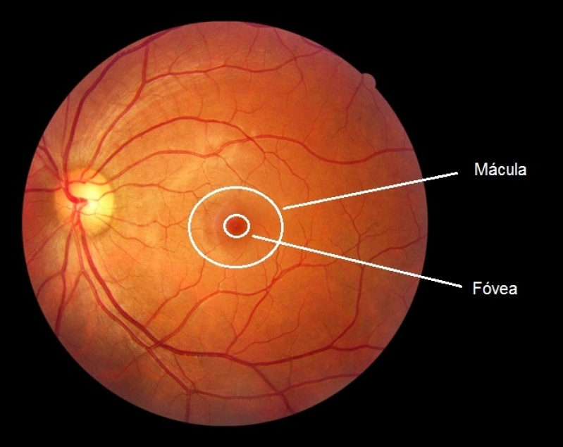 Exame de Curva Tensional Diária Penha - Exame de Biometria Ocular
